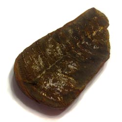 Pecopteris