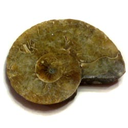 Ammonite