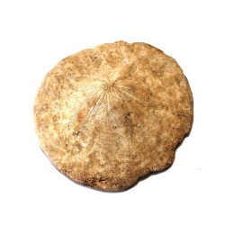 Fossil Sand Dollar