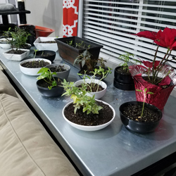 Plant Table
